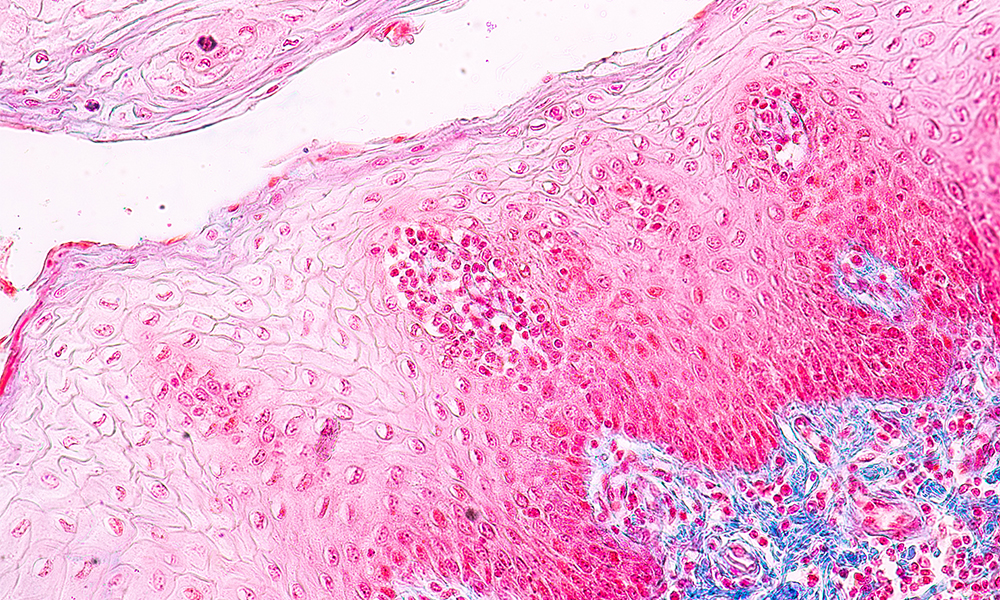 Cellules de la langue au microscope