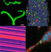 Raman application montage 4