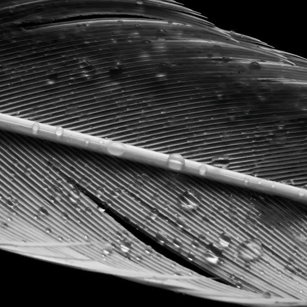 Bird feather