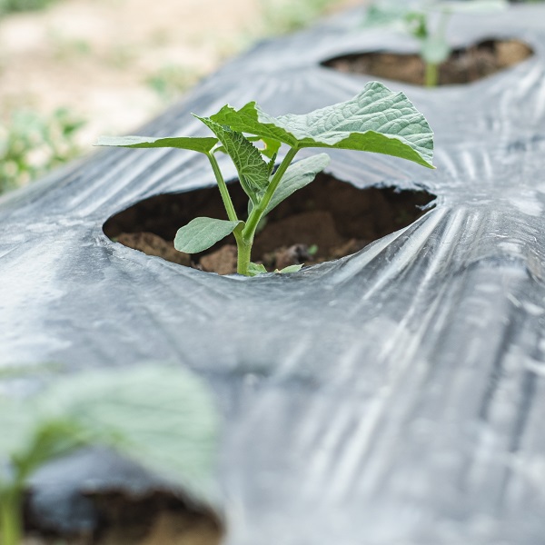 Article banner image for study by chinese university on Plastic for Argicultural use that decomposes into Mulch