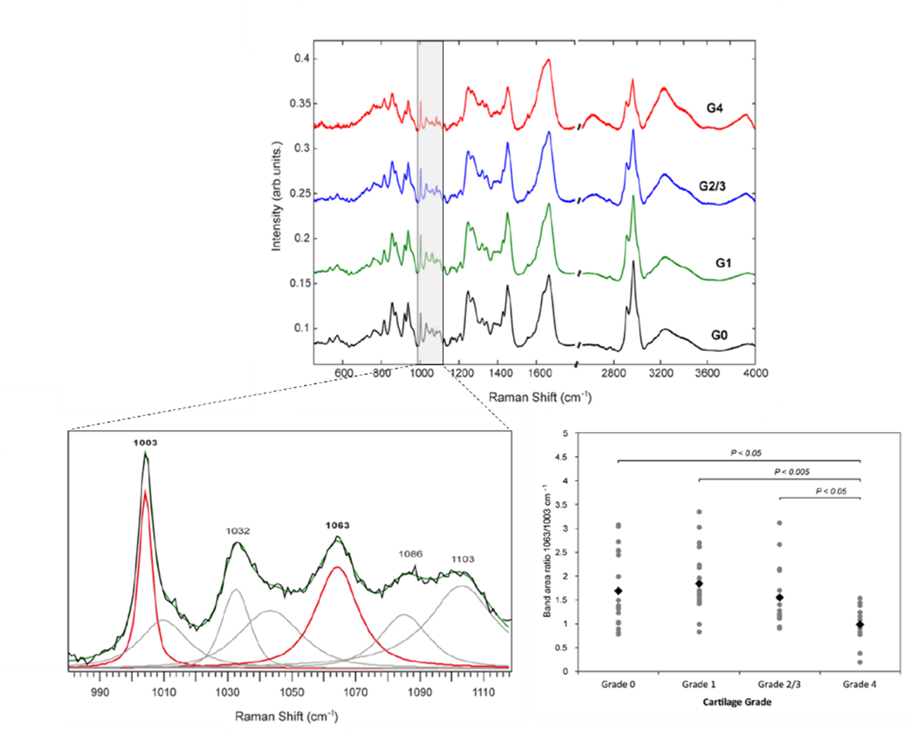 Raman spectra of cartilage