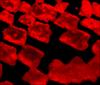 Raman map of CVD graphene sample