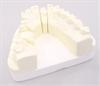 Master cast of jaw