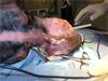 Dog being prepared for surgery