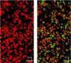 Renishaw Raman spectroscopy Image for Application Note-Stability of Pharmaceuticals-Fig2