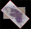 Correlated stained and Raman images of an oesophageal microtome slice