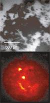 White light and Raman images of a mixture of cocaine and sugar