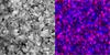 Raman and photoluminescence images of diamond film