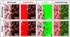 Raman images of biofilms