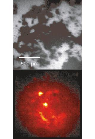 Imágenes Raman y de luz blanca de una mezcla de cocaína y azúcar