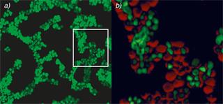 Large area imaging of Chlamydomonas reinhardtii algae